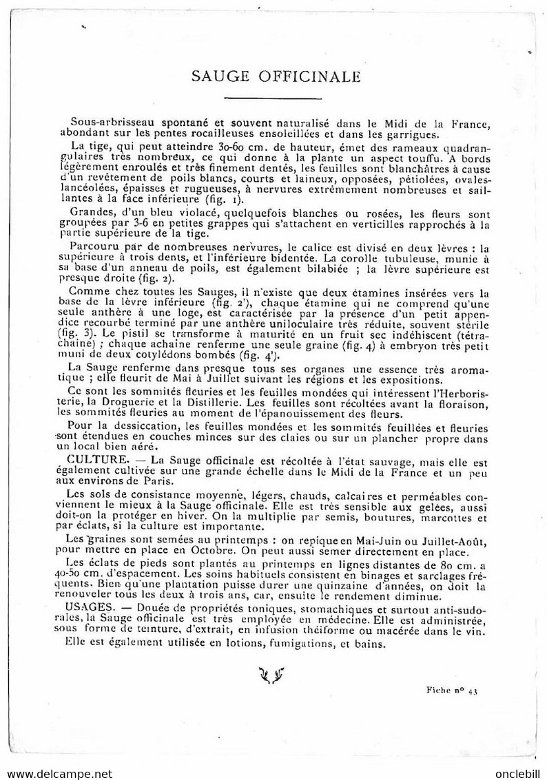 plantes médicinales 5 planches sabine saponaire sauge scille souci publicité exibard 1920 très bon état