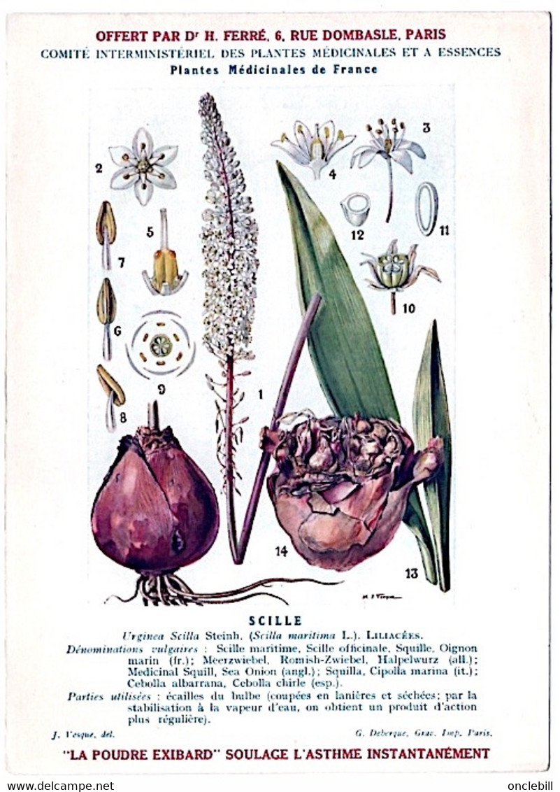 plantes médicinales 5 planches sabine saponaire sauge scille souci publicité exibard 1920 très bon état