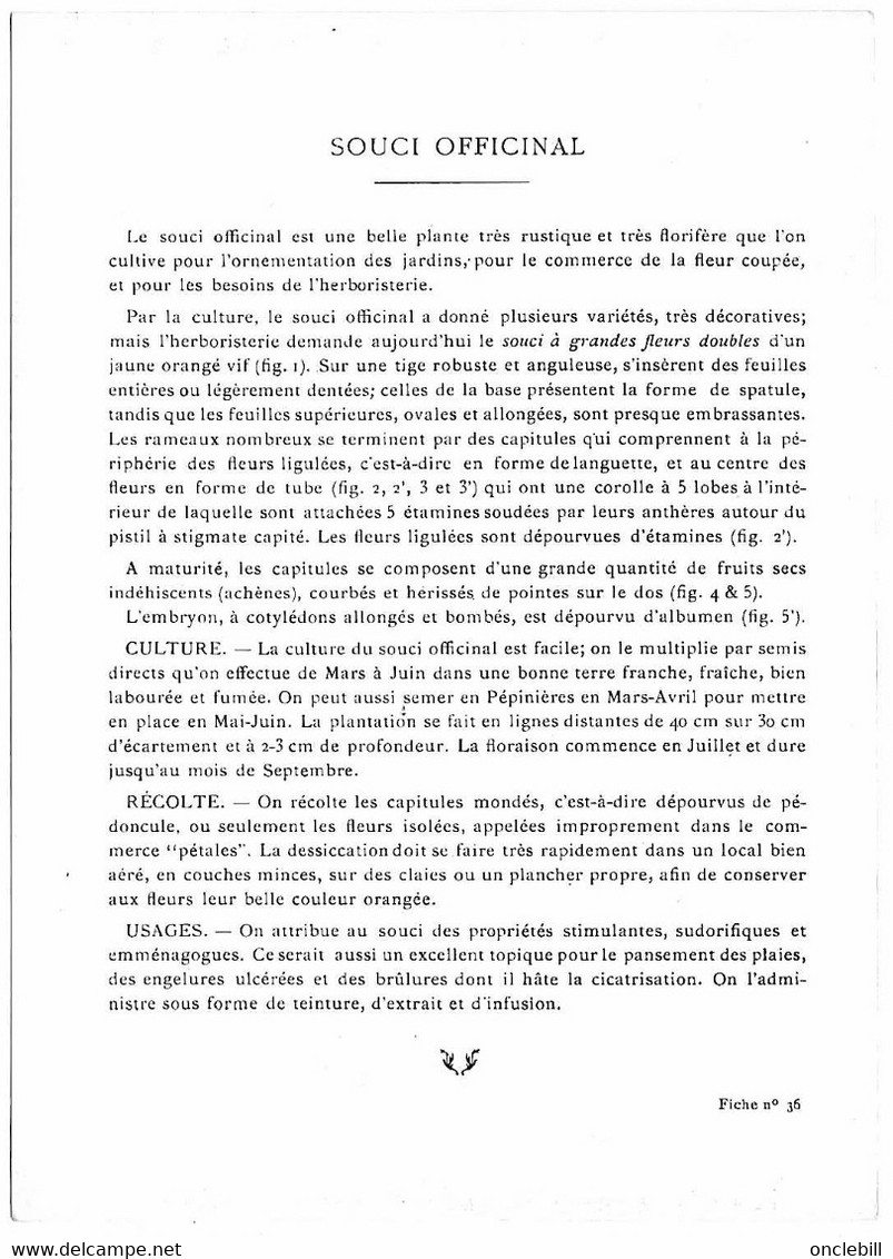 plantes médicinales 5 planches sabine saponaire sauge scille souci publicité exibard 1920 très bon état