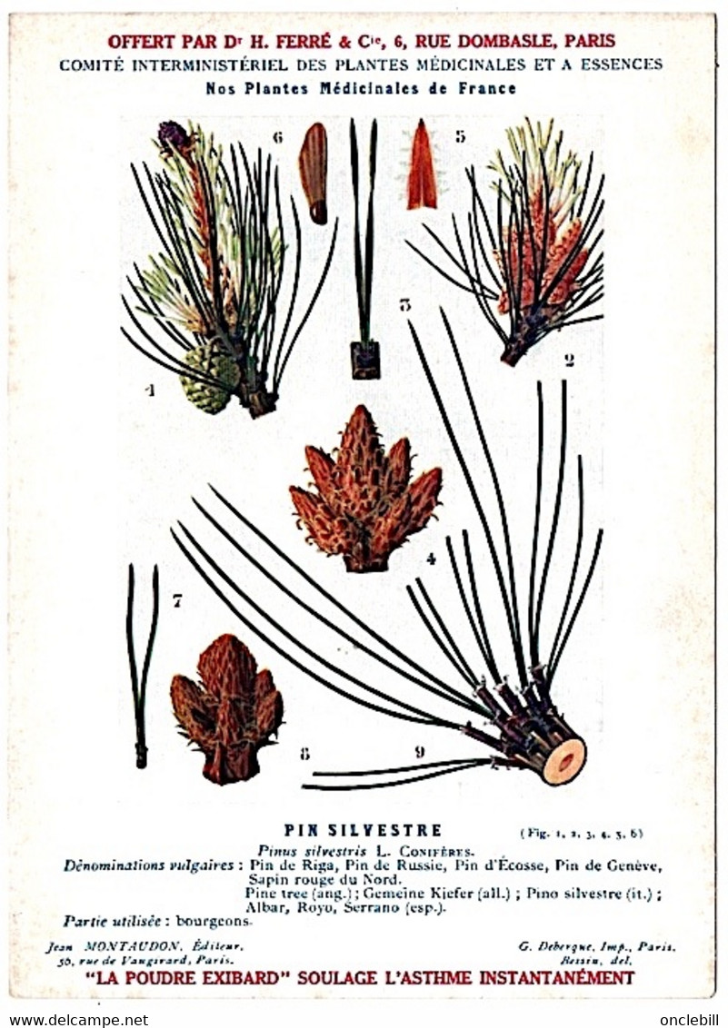 Plantes Médicinales 5 Planches Verveine Tussilage Tilleul Sureau Pin Publicité Exibard 1920 Très Bon état - Medicinal Plants