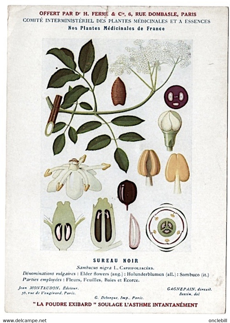 Plantes Médicinales 5 Planches Verveine Tussilage Tilleul Sureau Pin Publicité Exibard 1920 Très Bon état - Heilpflanzen