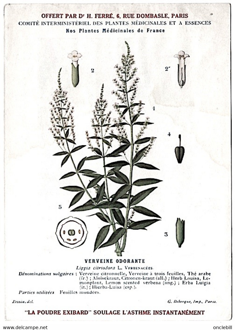 plantes médicinales 5 planches verveine tussilage tilleul sureau pin publicité exibard 1920 très bon état