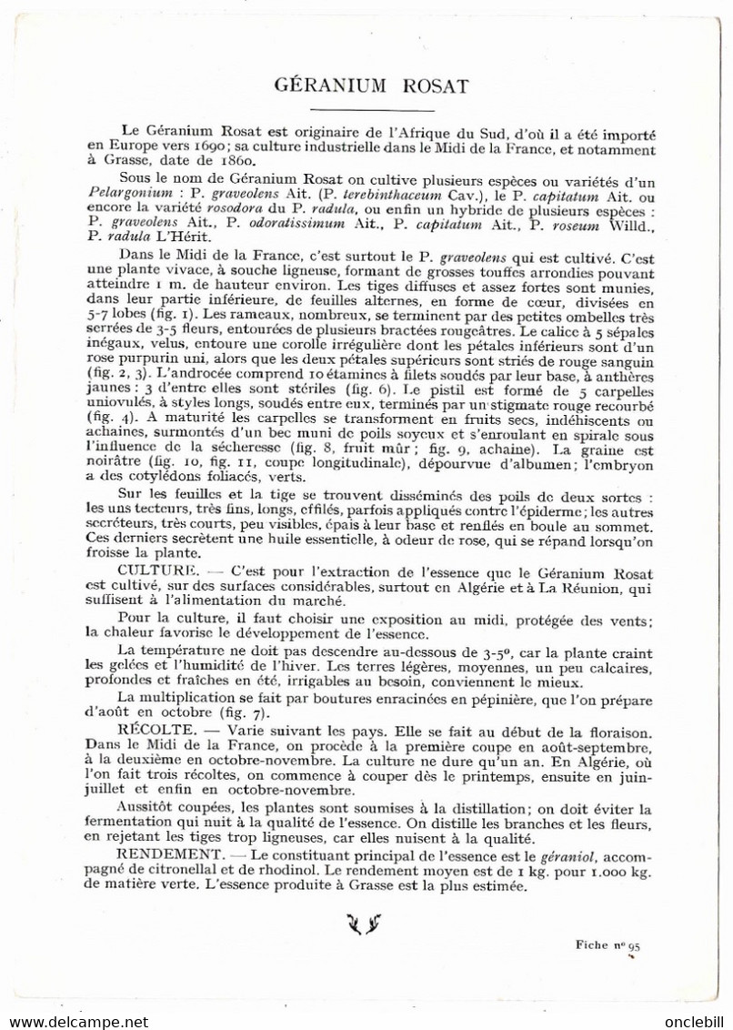 Plantes Médicinales 2 Planches Oranger Amer Géranium Publicité Exibard 1920 Très Bon état - Plantas Medicinales