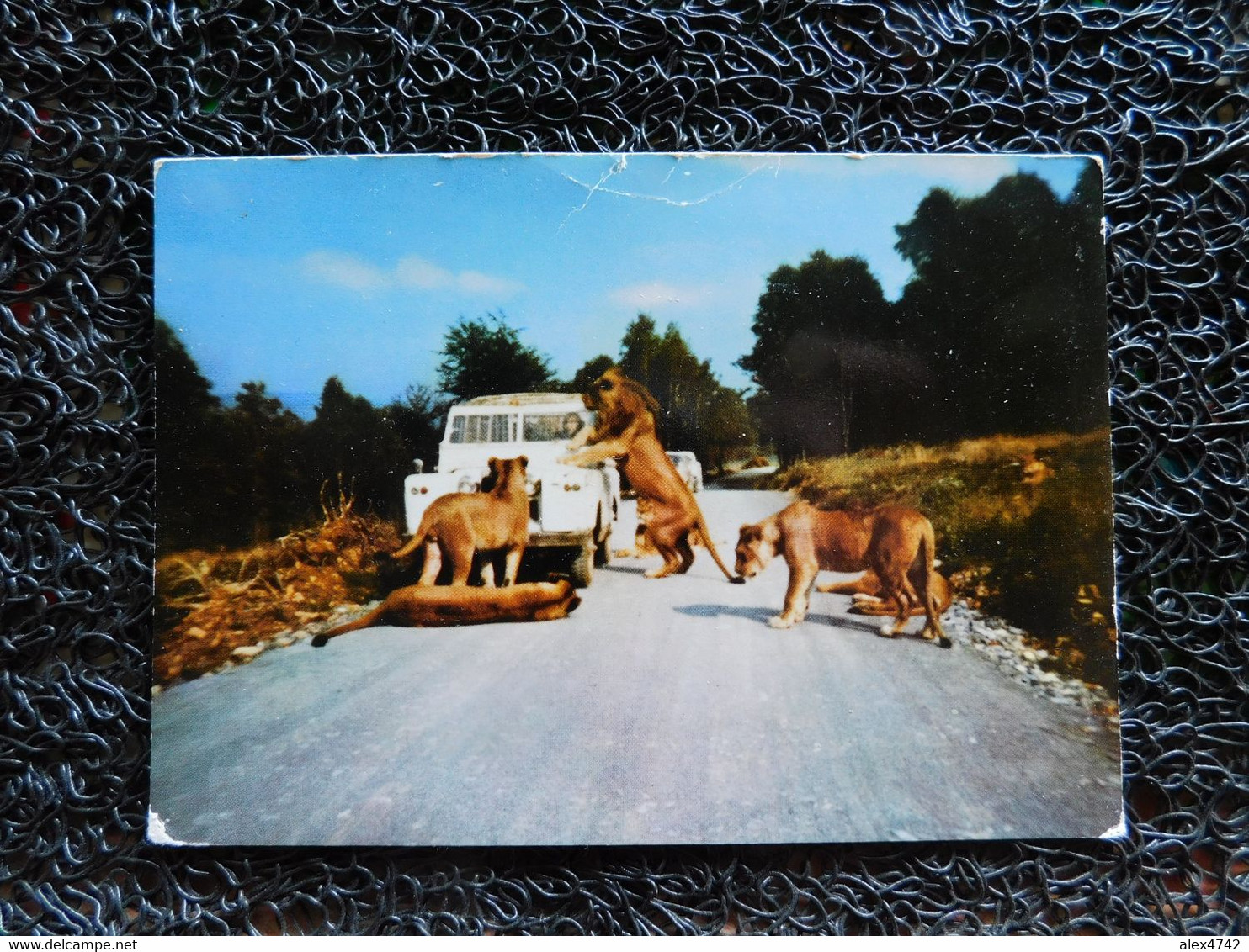 Safari Parc Dochamps, Lions  (W9-1) - Manhay
