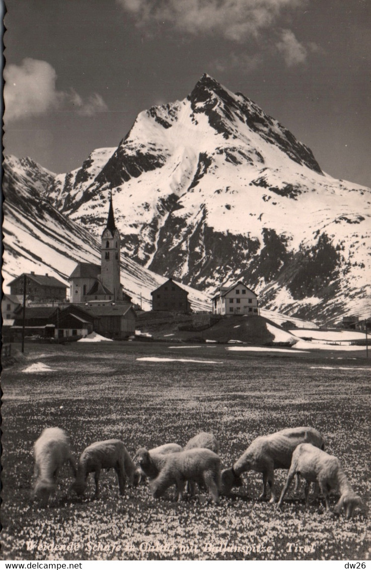 Weidende Schafe - Galtür Mit Ballunspitze - Tirol (Tyrol) Photo Anstalt R. Mathis - Galtür