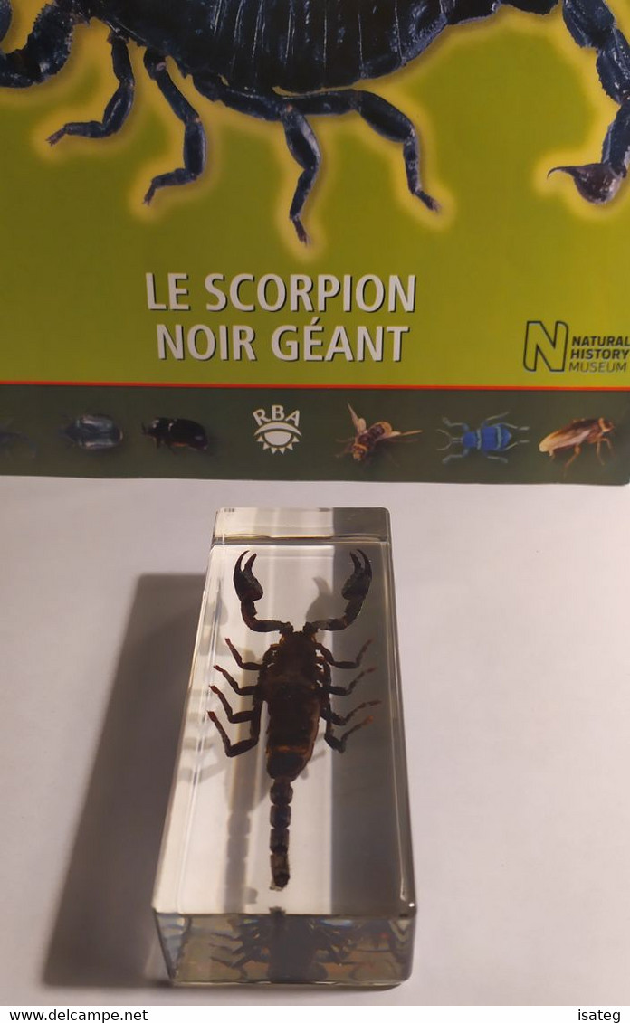 Collection "Authentiques Insectes" N°3 : Le Scorpion Noir Géant - Altri & Non Classificati