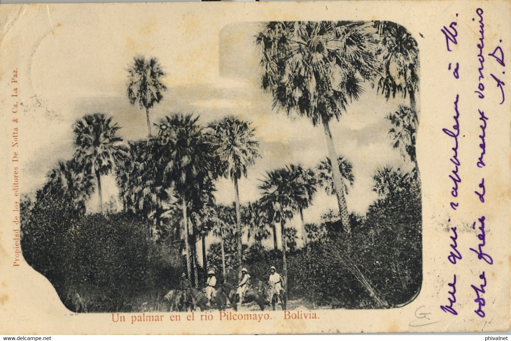 1906 BOLIVIA , T.P. CIRCULADA  , UN PALMAR EN EL RIO PILCOMAYO , YV. 67 , 68 , 69 - Bolivien