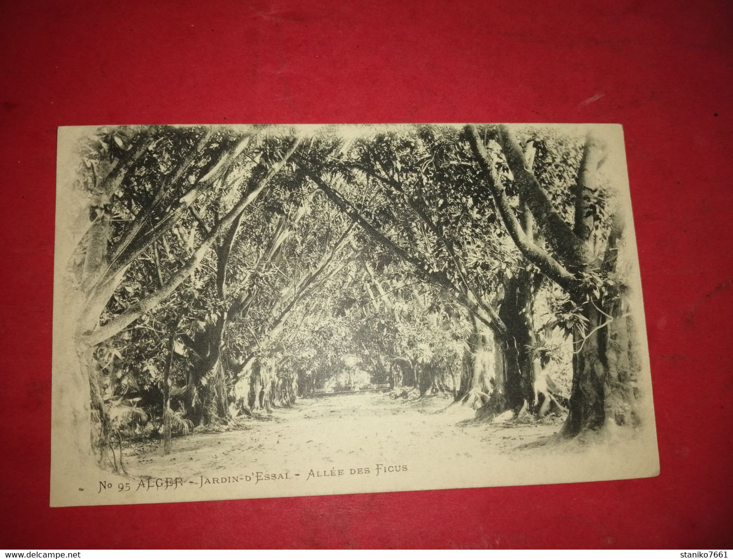 CARTE POSTALE ALGERIE N°95 ALGER JARDIN D'ESSAI ALLEE DES FICUS Pas Voyagé Pas Timbré - Alger