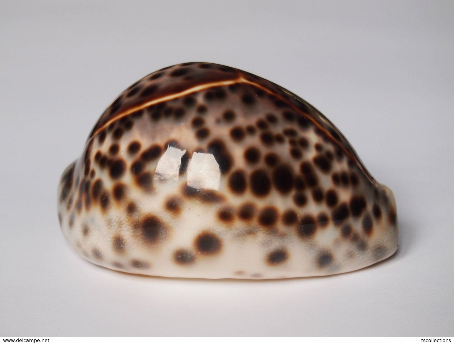 Cypraea Tigris - Seashells & Snail-shells