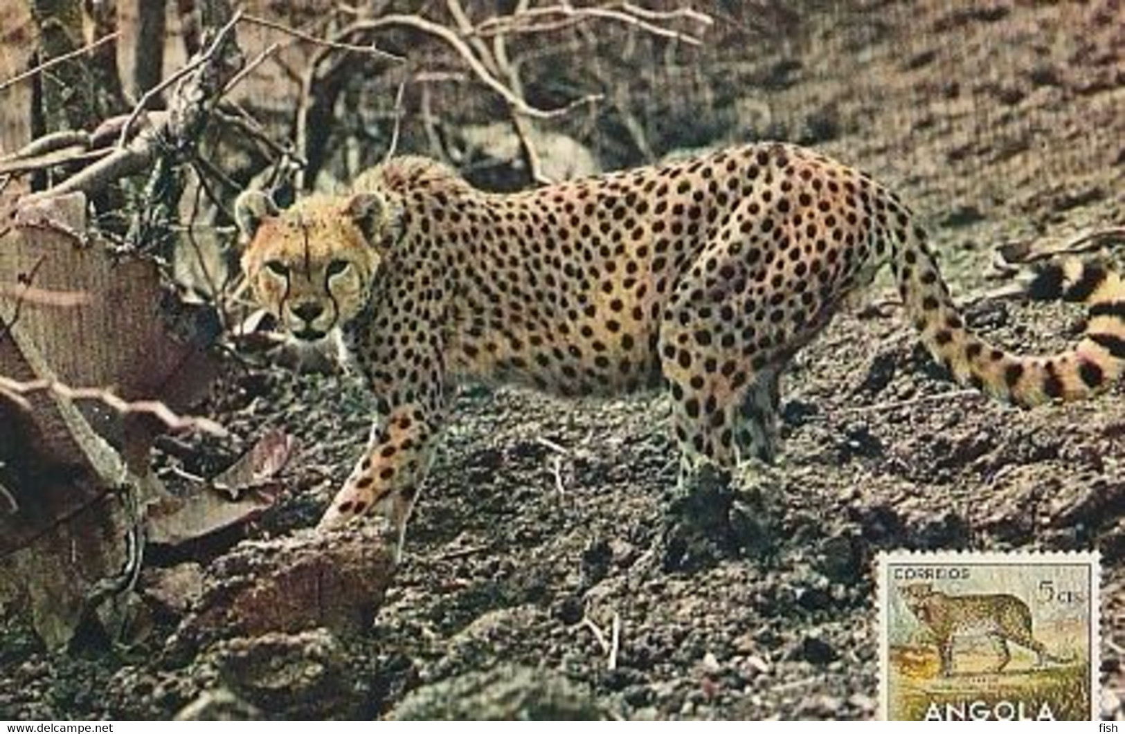 Angola & Portugal Ultramar, Postcard With Stamp, African Fauna, Leopard, The Hunter (4066) - Angola