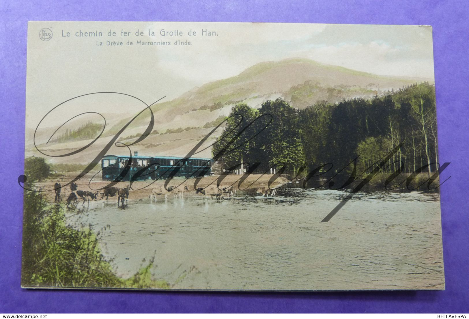 Chemin De Fer Stoomtram Tram A Vapeur La Drève De Marronniers D'Inde. - Tram