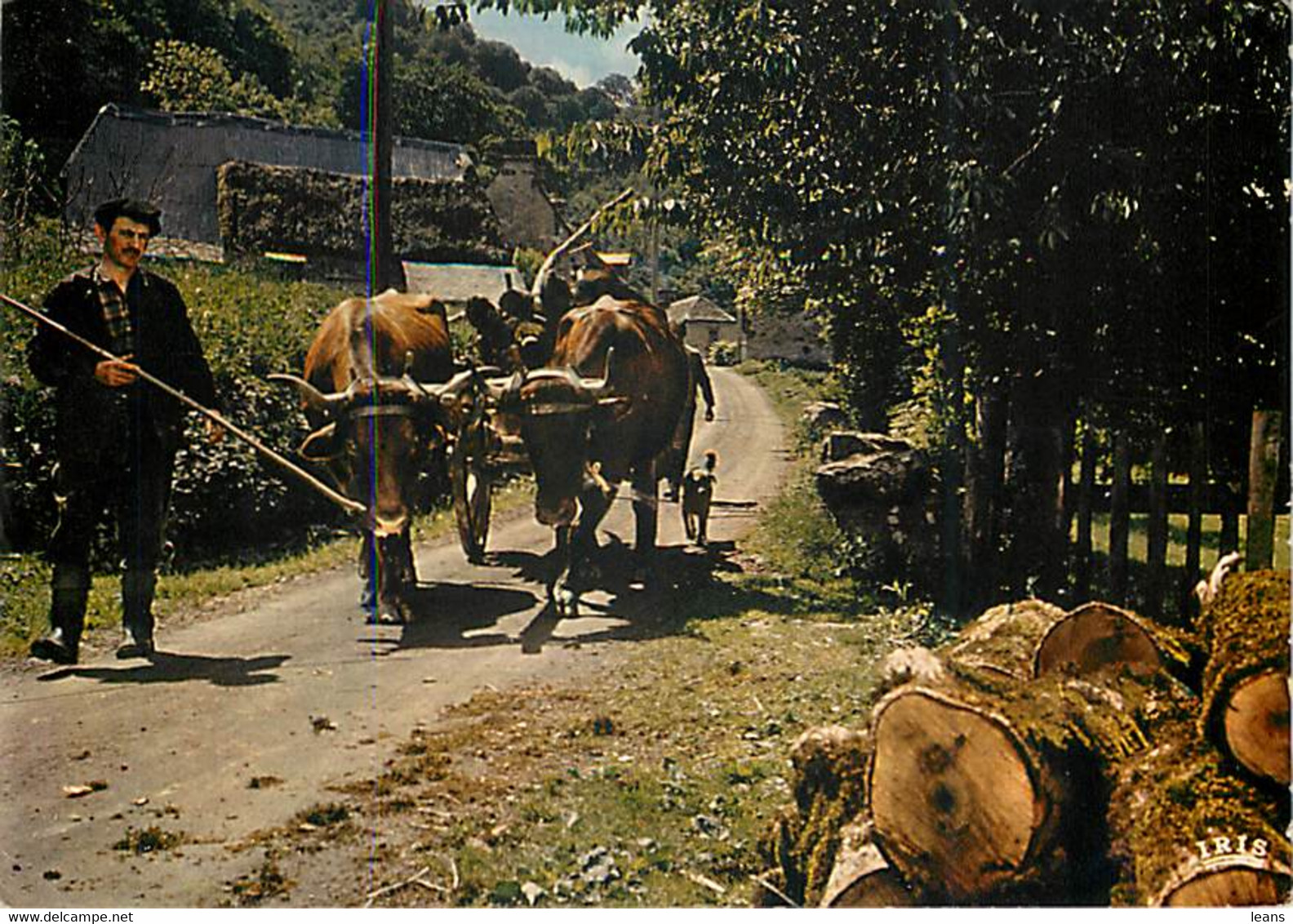 ATTELAGE DE BOEUFS - Auvergne - Spannen