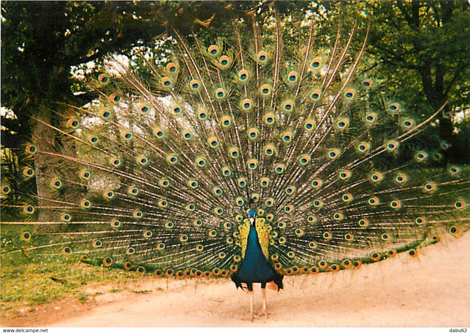 Animaux - Oiseaux - Paons - Parc Ornithologique De Villars Les Dombes - Paon Bleu - Peacock - Pfau - CPM - Voir Scans Re - Vogels