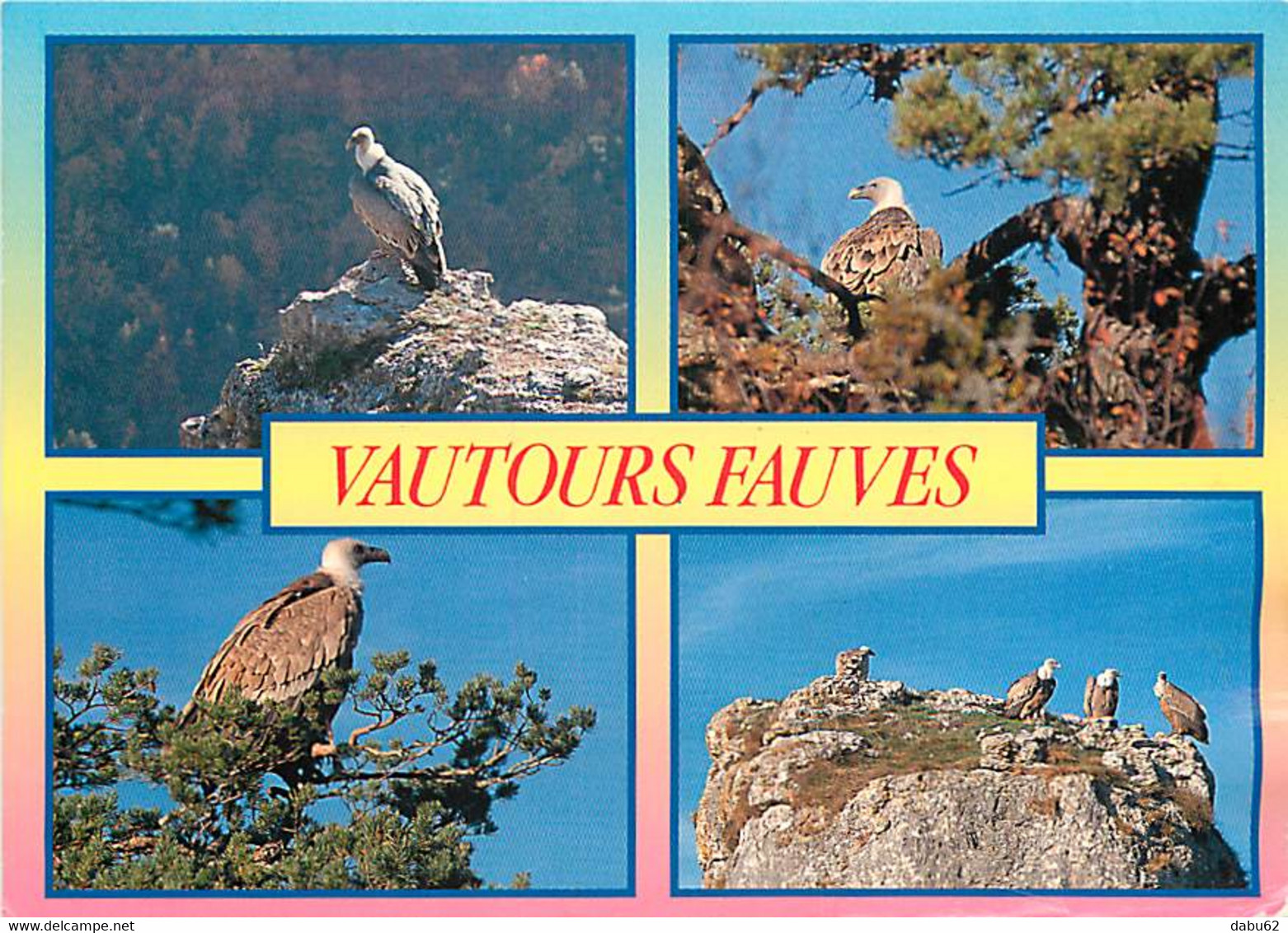 Animaux - Oiseaux - Entre Tarn Et Jonte - Vautours Fauves - Multivues - CPM - Voir Scans Recto-Verso - Vogels