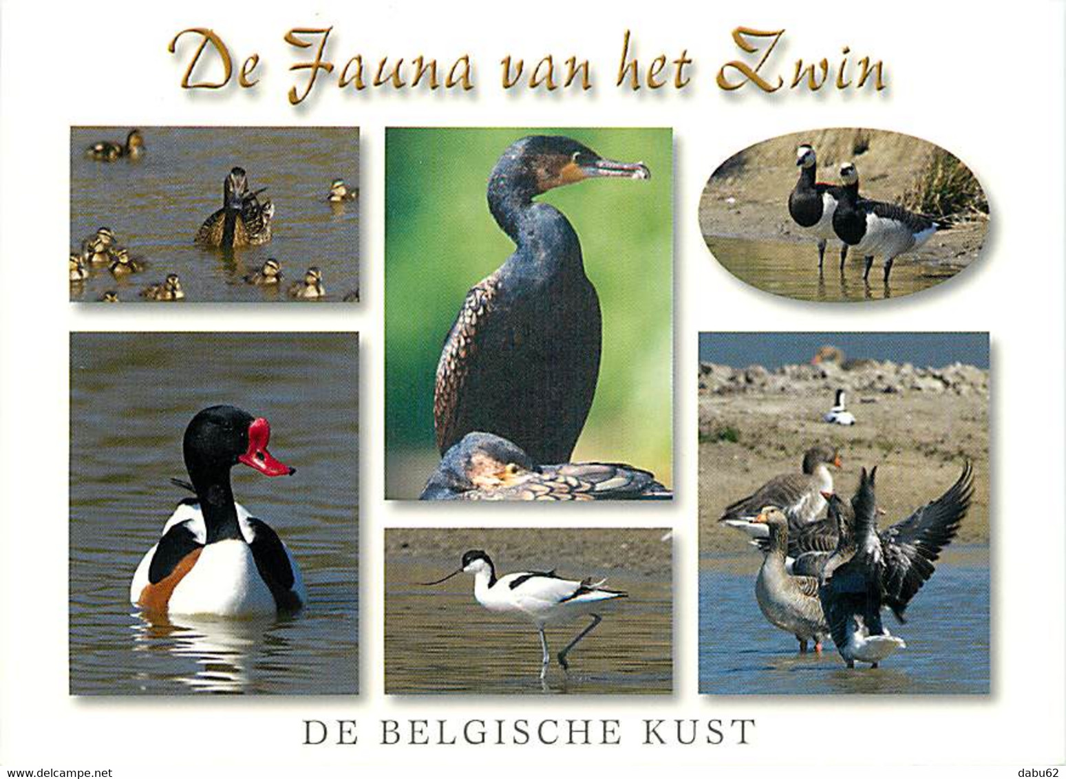 Animaux - Oiseaux - De Fauna Van Het Zwin - Multivues - CPM - Voir Scans Recto-Verso - Vogels