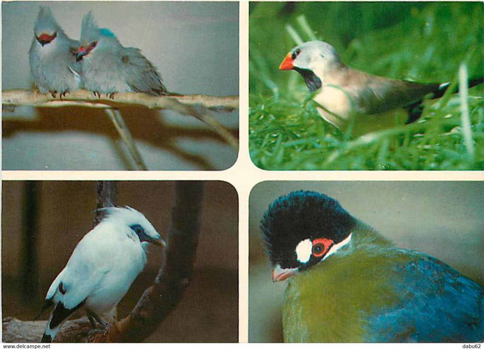 Animaux - Oiseaux - Las Palmas De Gran Canaria - Maspalomas - Palmitos Park - Multivues - CPM - Voir Scans Recto-Verso - Oiseaux