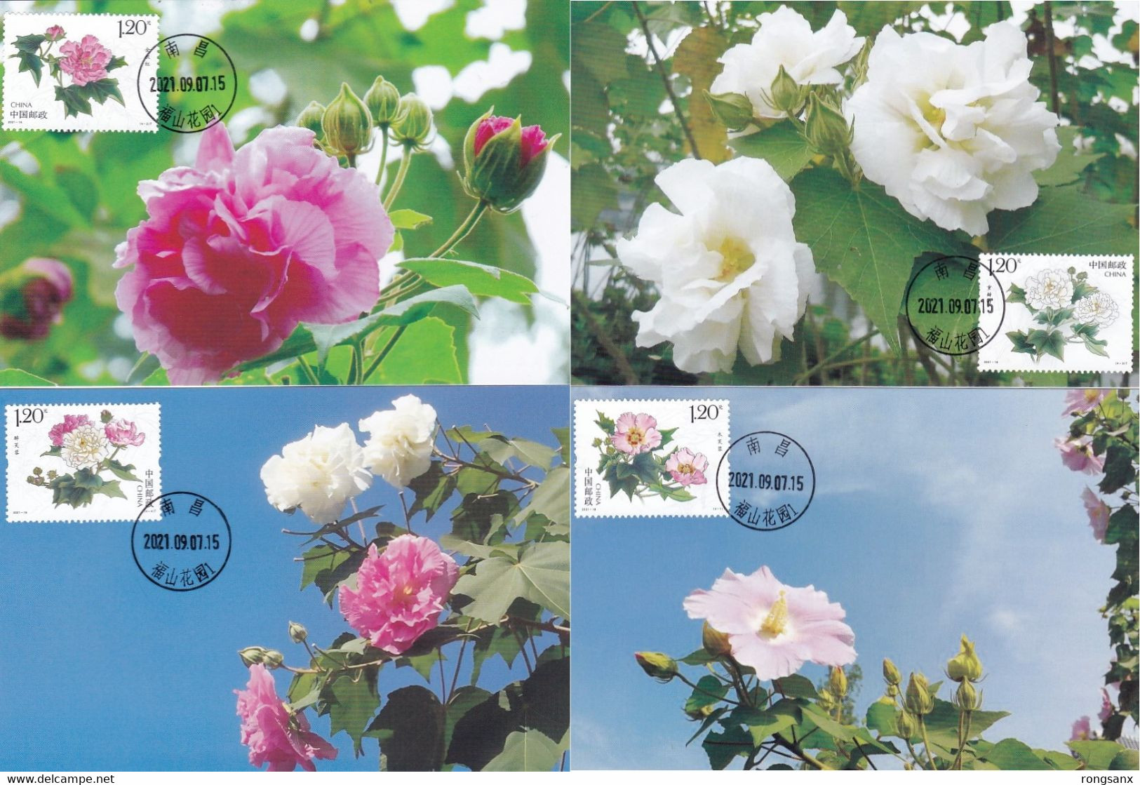 2021-18 CHINA COTTON ROSE FLOWER LOCAL MC - Cartes-maximum