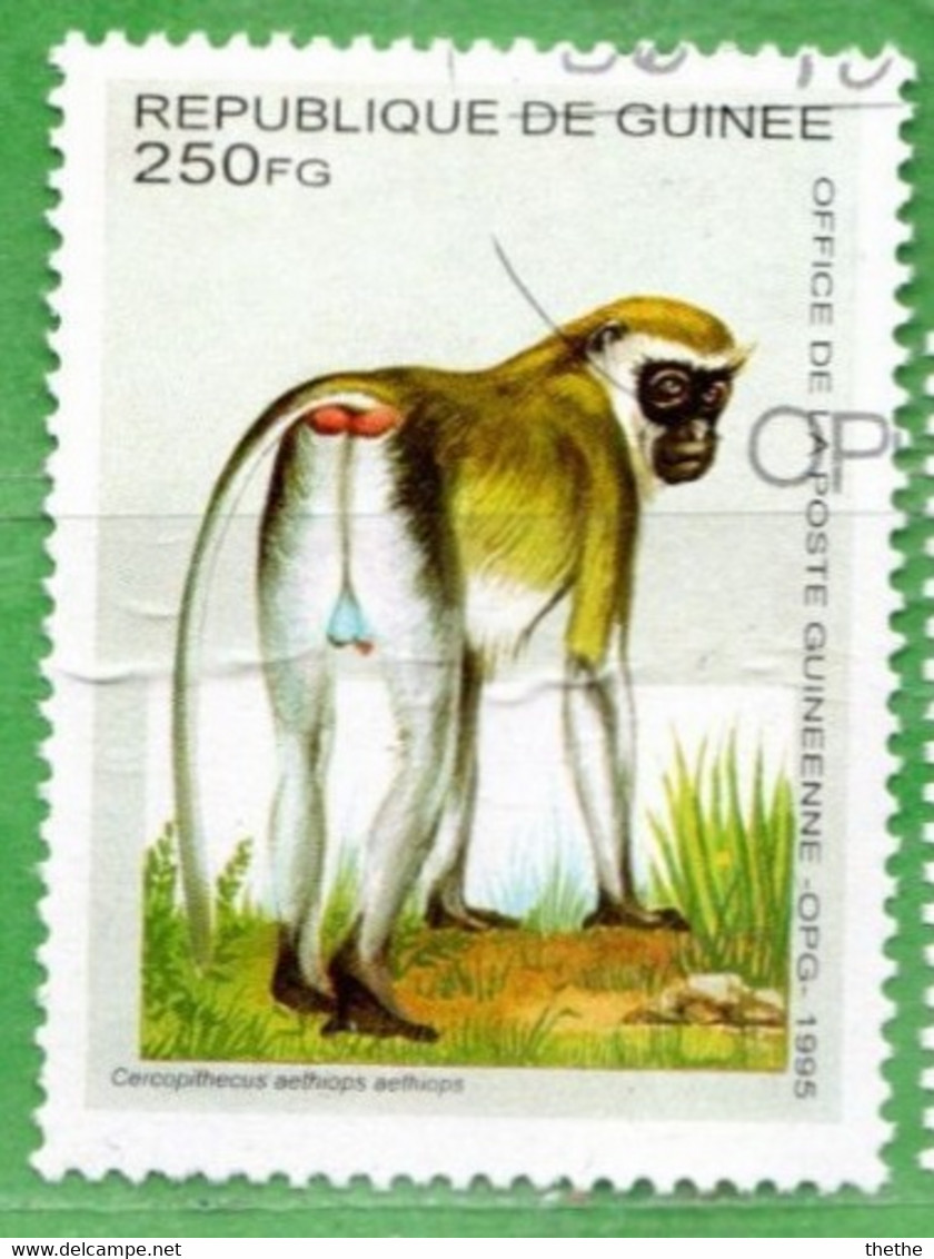 GUINEE - Grivet (Cercopithecus Aethiops) - Monkeys