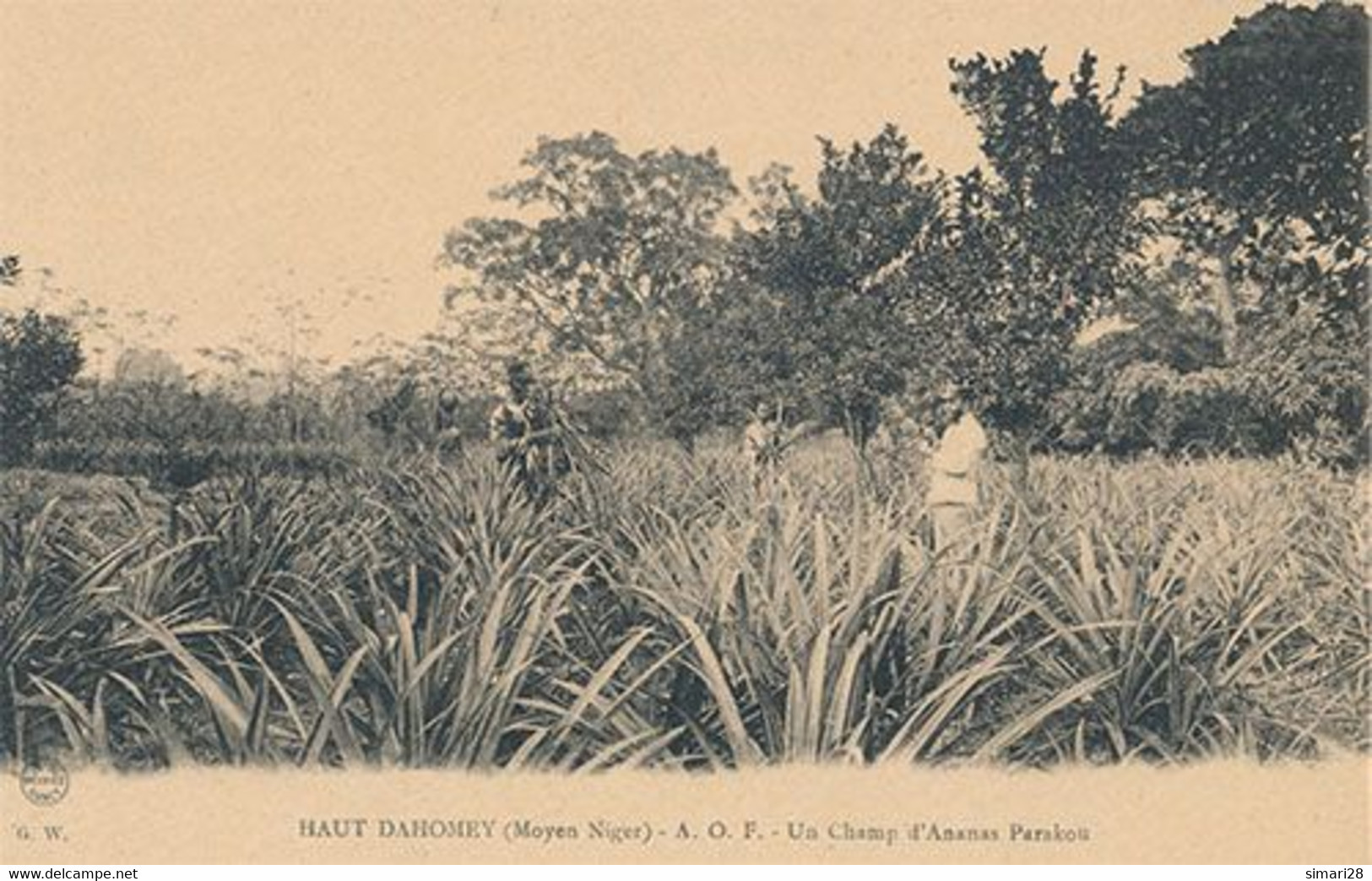 HAUT DAHOMEY A O F - UN CHAMP D'ANANAS PARAKOU (CP DE CARNET) - Dahomey