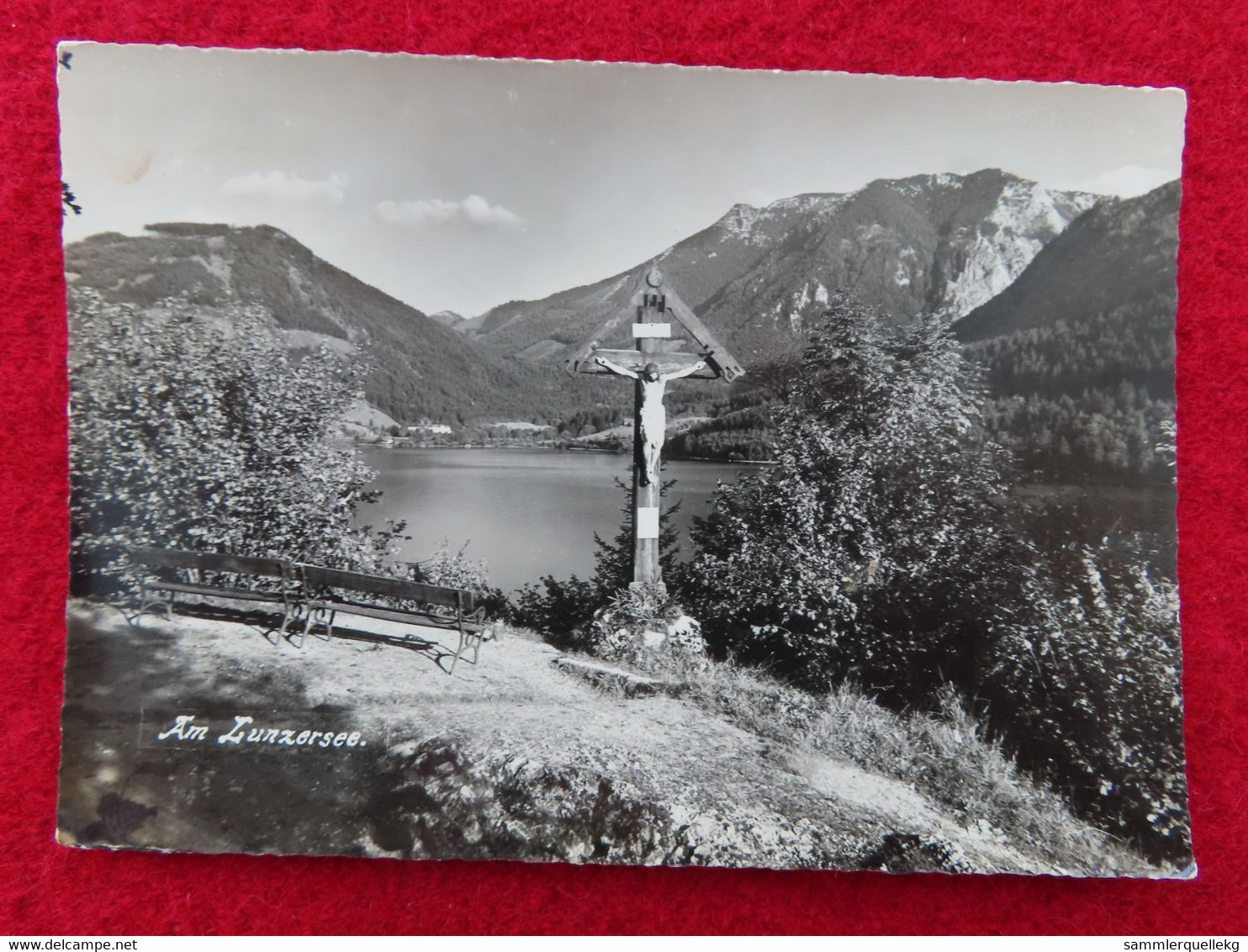 AK: Am Lunzersee, Gelaufen 12. VIII. 1955 (Nr.3536) - Lunz Am See