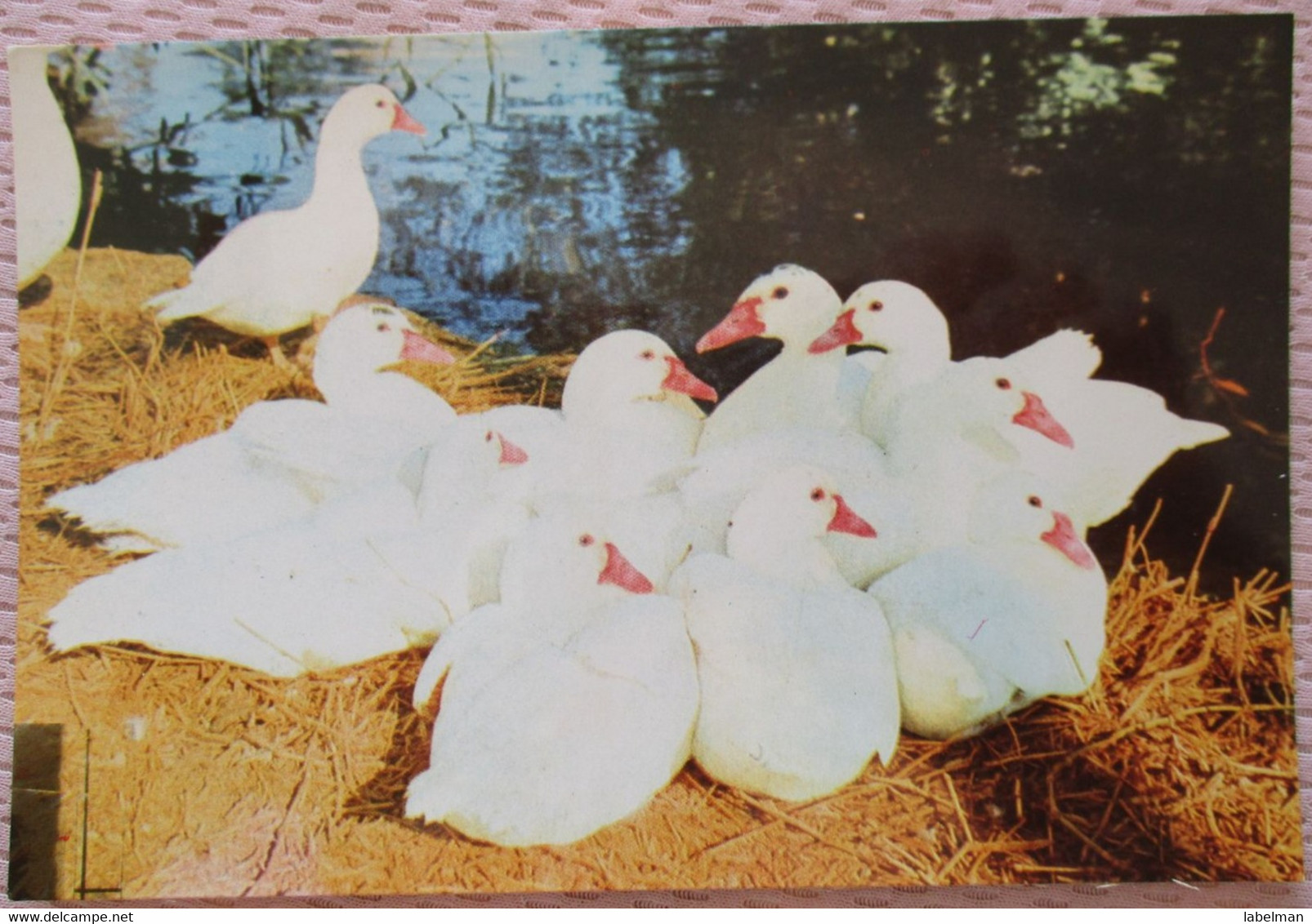 ISRAEL FLORA FAUNA ANIMAL SWAN POOL TEL AVIV ZOO POSTCARD ANSICHTSKARTE PHOTO CARTOLINA CARD PC AK CP CARTE POSTALE - Israele