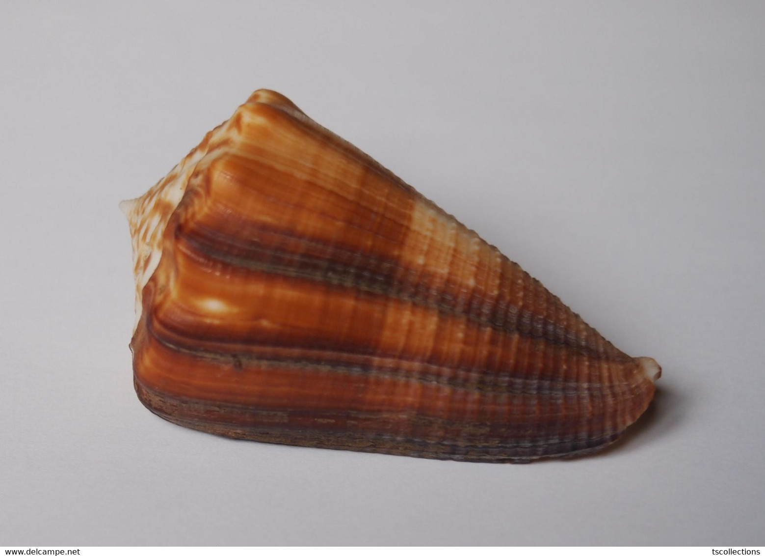 Conus Sulcatus Bocki - Coquillages