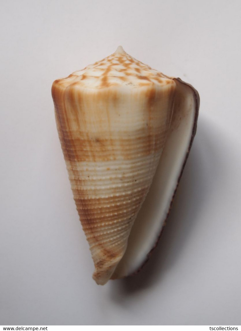 Conus Sulcatus Bocki - Coquillages