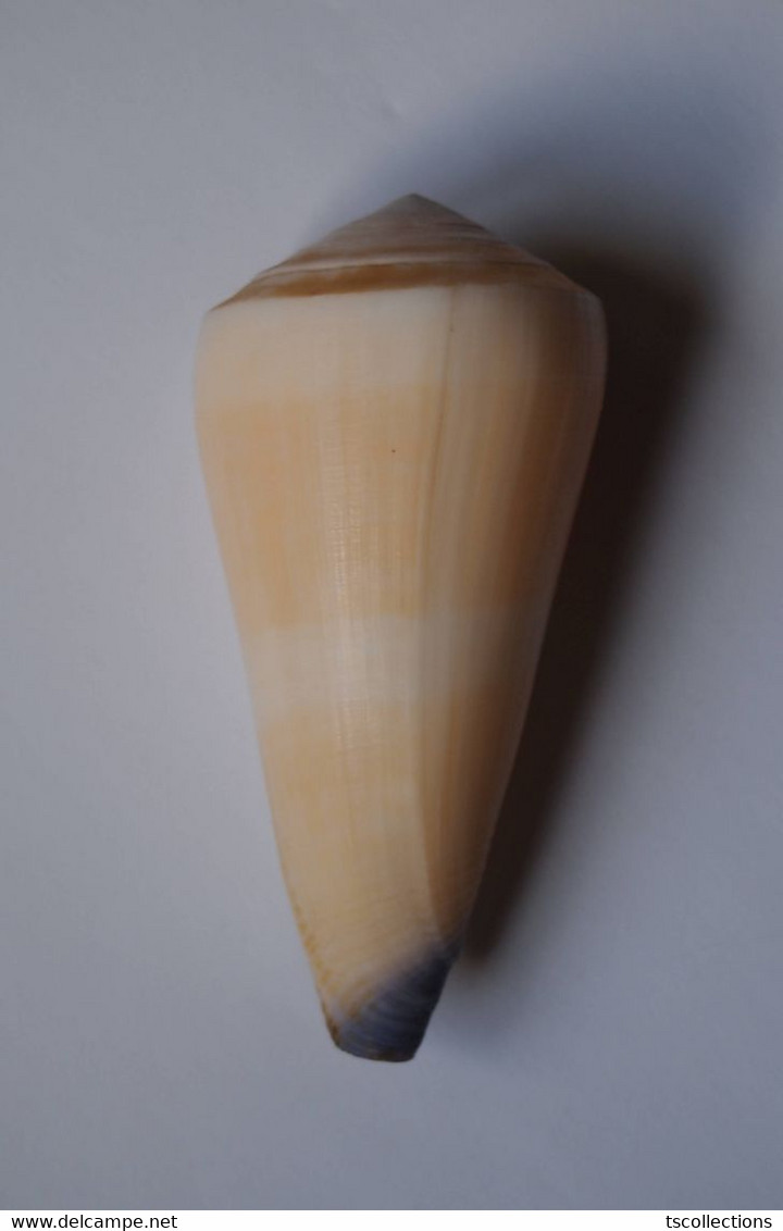 Conus Virgo - Coquillages