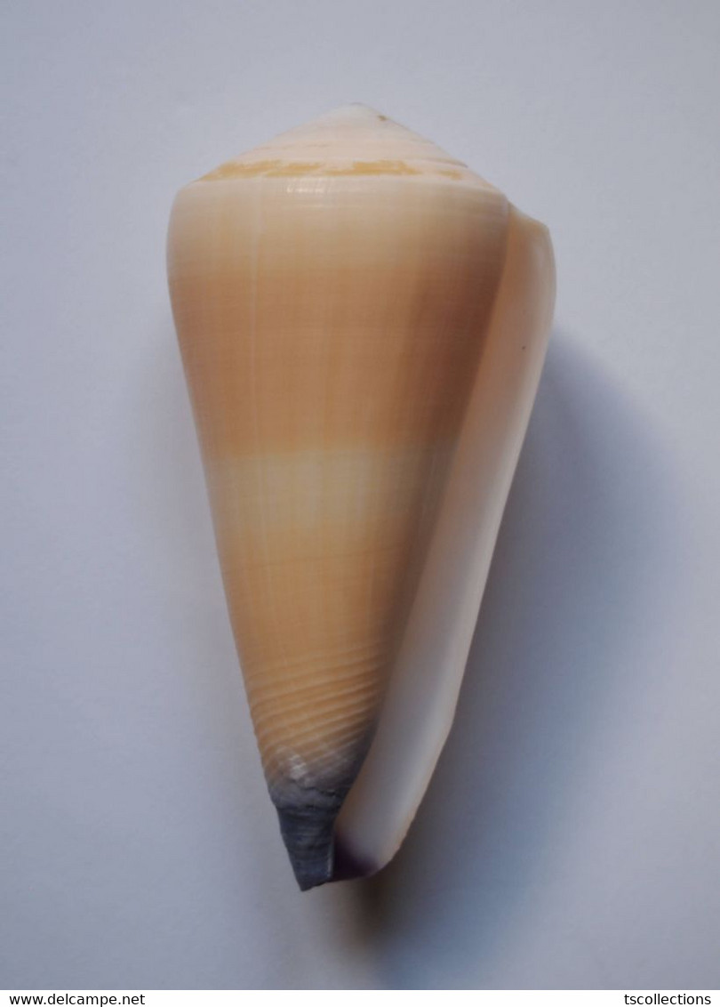 Conus Virgo - Coquillages