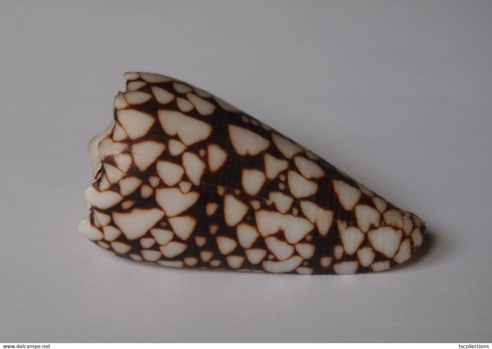 Conus Bandanus - Coquillages