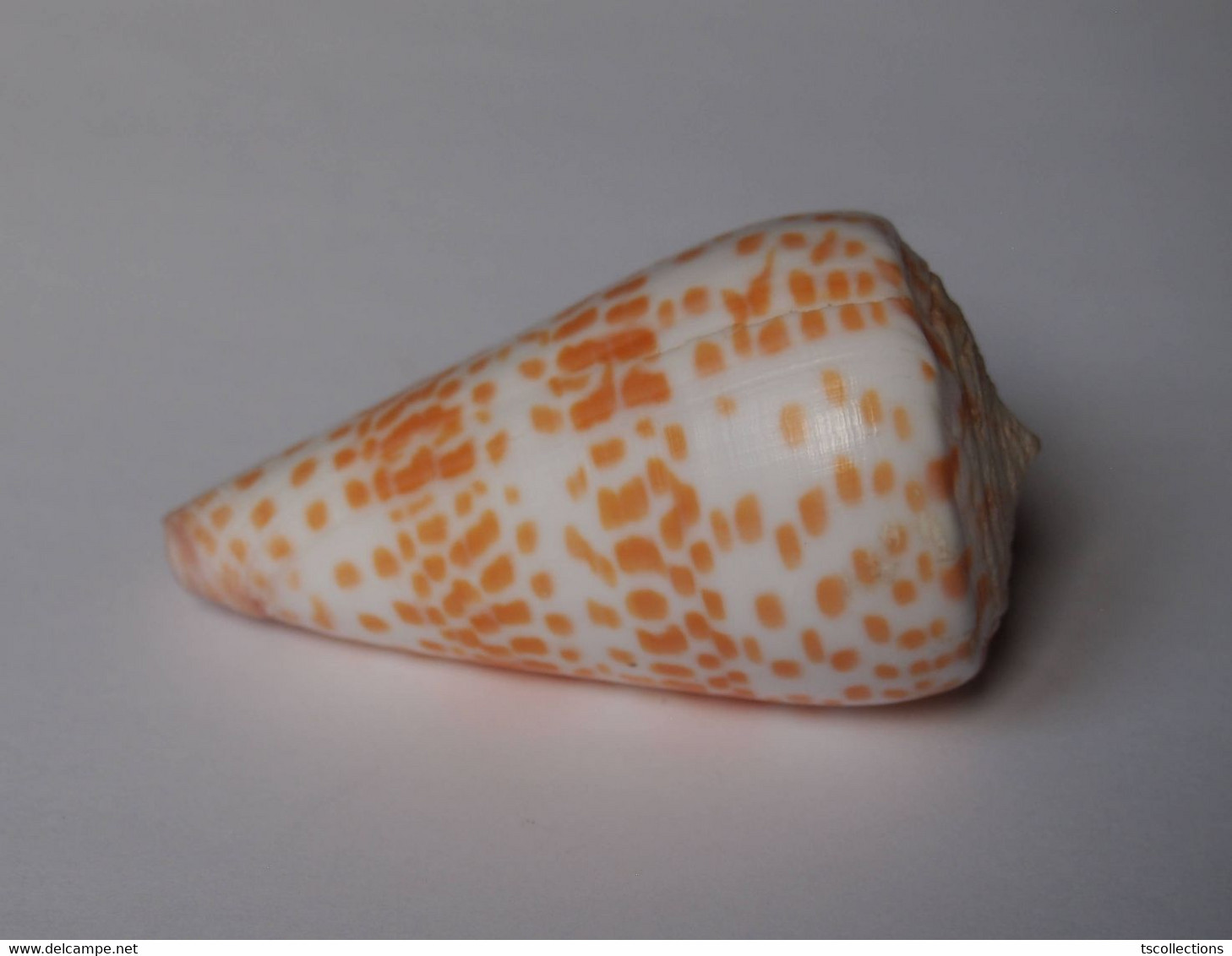 Conus Tessulatus - Coquillages