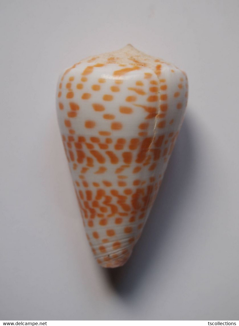 Conus Tessulatus - Coquillages