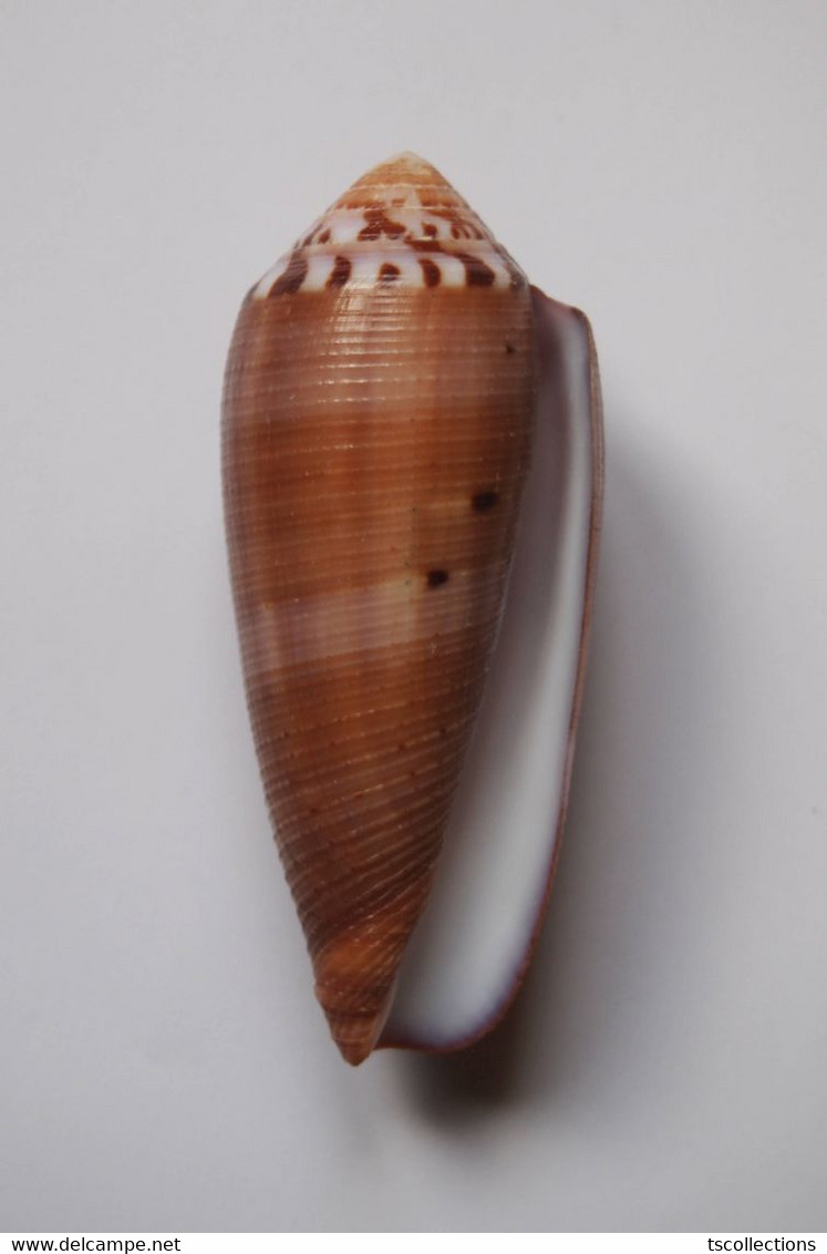 Conus Circumcisus - Coquillages