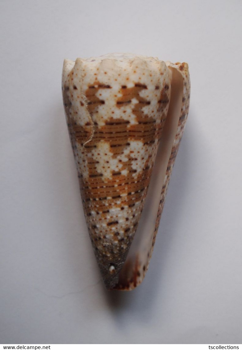 Conus Imperialis - Coquillages