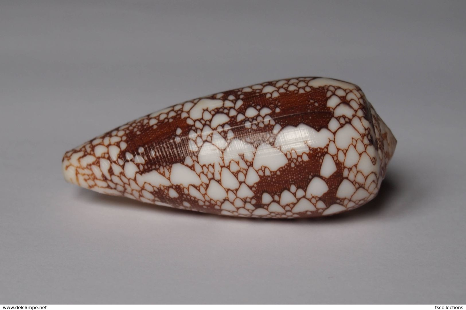 Conus Omaria - Coquillages