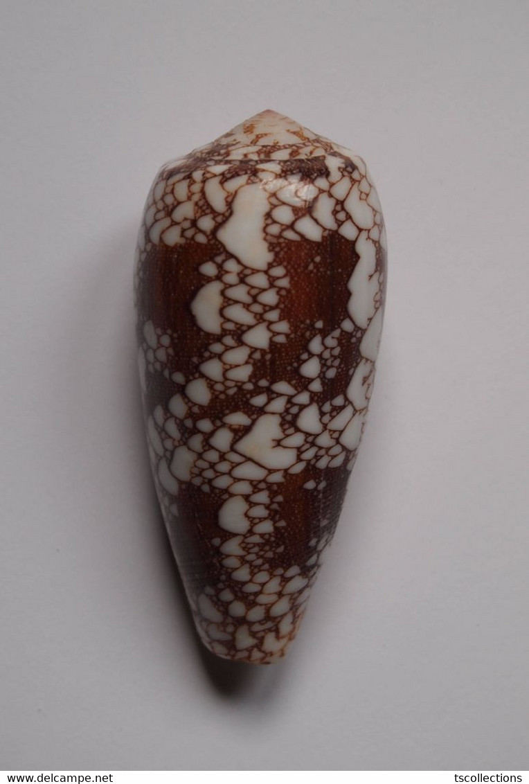 Conus Omaria - Coquillages