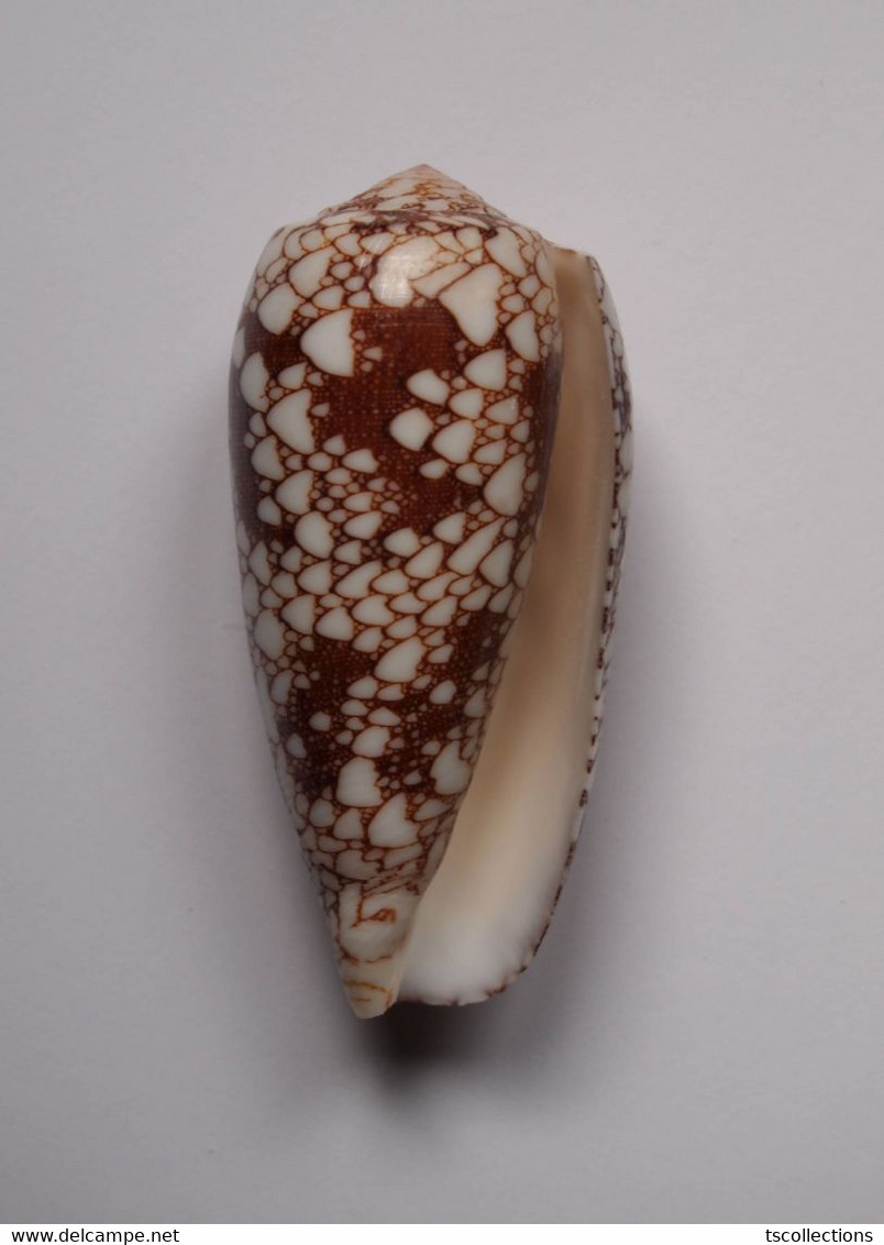 Conus Omaria - Coquillages