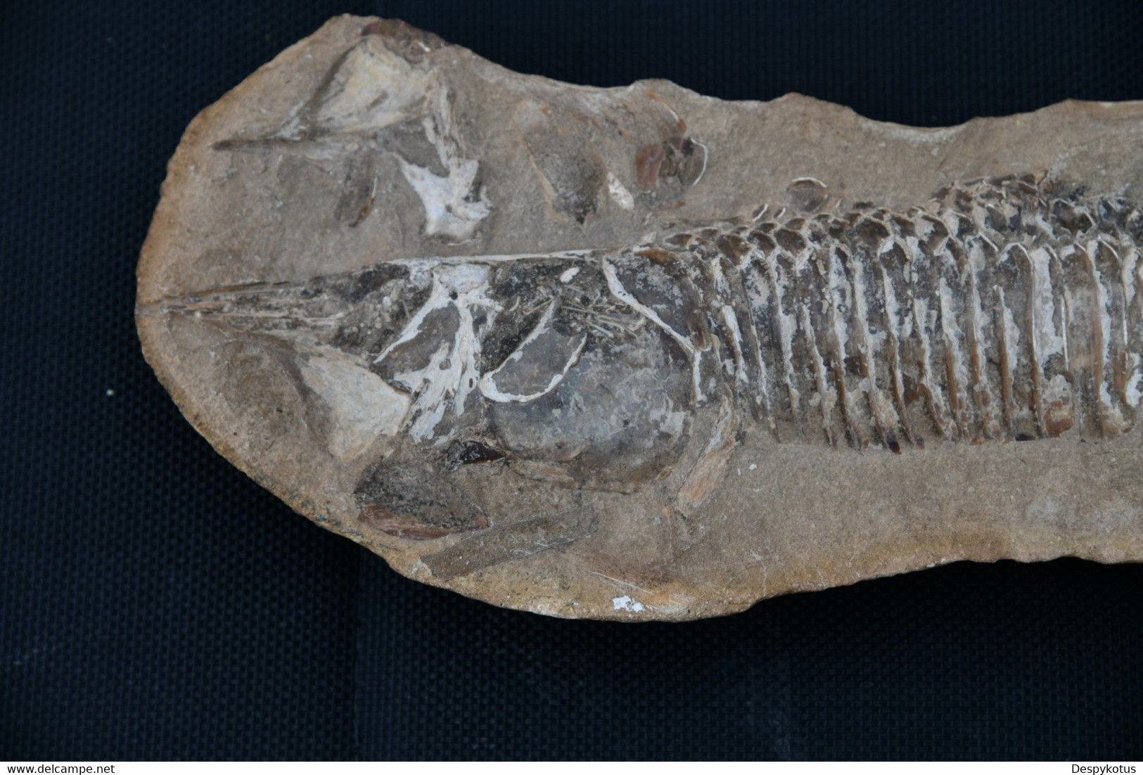 Grand Fossile Probablement Un Cladocysus Du Crétacé - ~100 Millions D'années Av. JC - SUPERBE - Fossilien