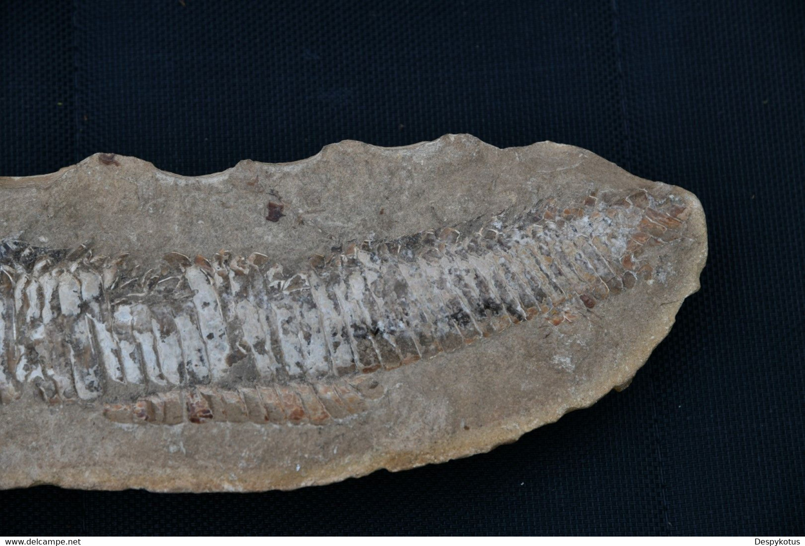 Grand fossile probablement un cladocysus du crétacé - ~100 millions d'années av. JC - SUPERBE
