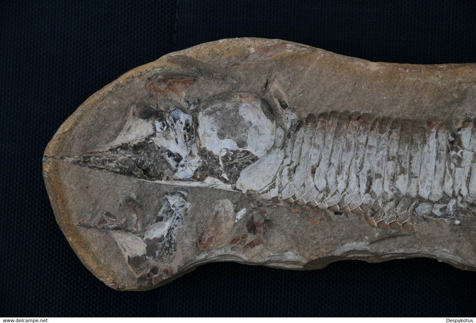 Grand fossile probablement un cladocysus du crétacé - ~100 millions d'années av. JC - SUPERBE