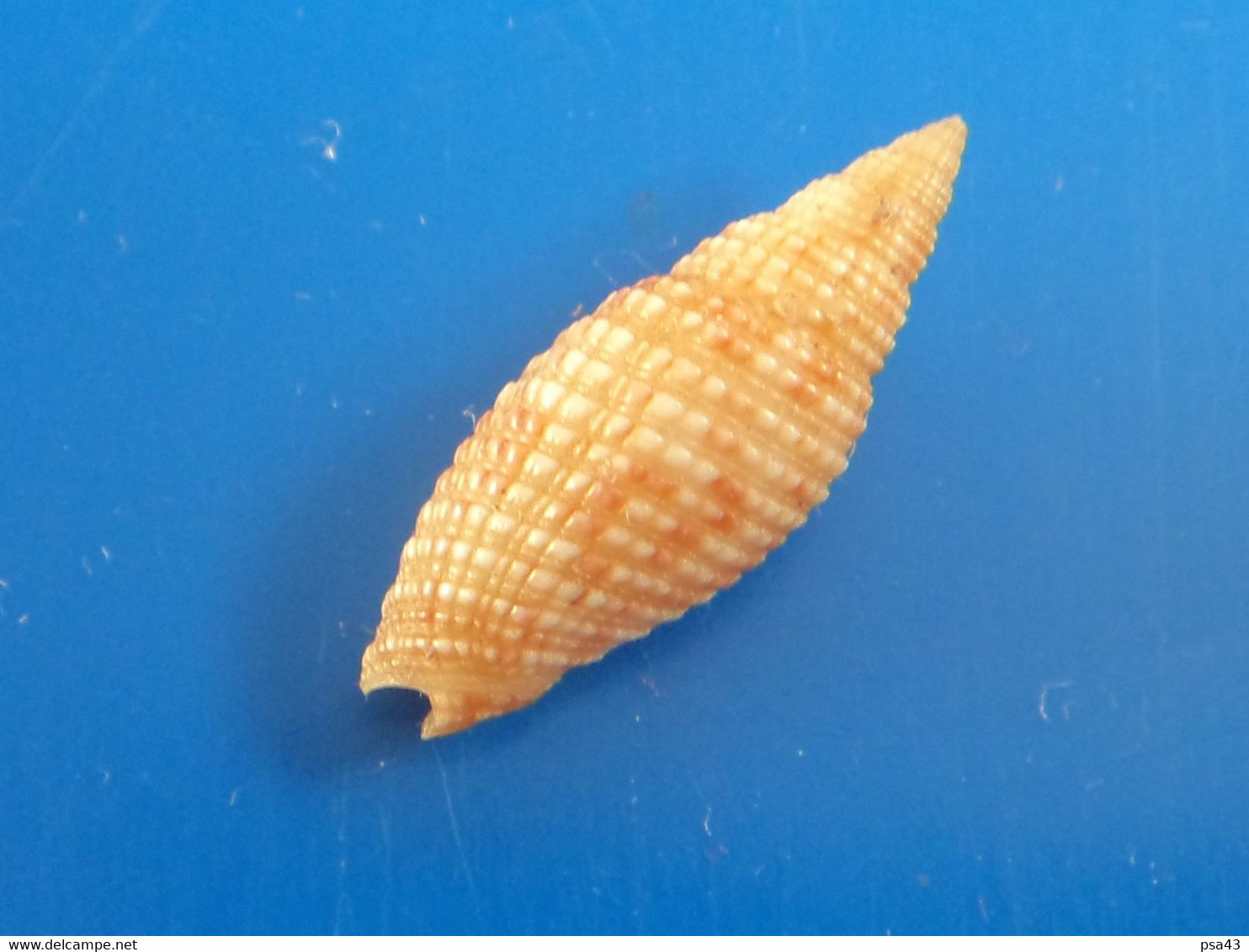 Mitra Acupictum Papouasie Nle Guinée 22,2mm F+++/GEM N1 - Seashells & Snail-shells