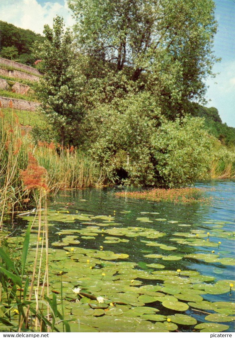 Le Lociat, Pres De Saint- Blaise, La Ligue Sauvegarde Les Etangs - Saint-Blaise