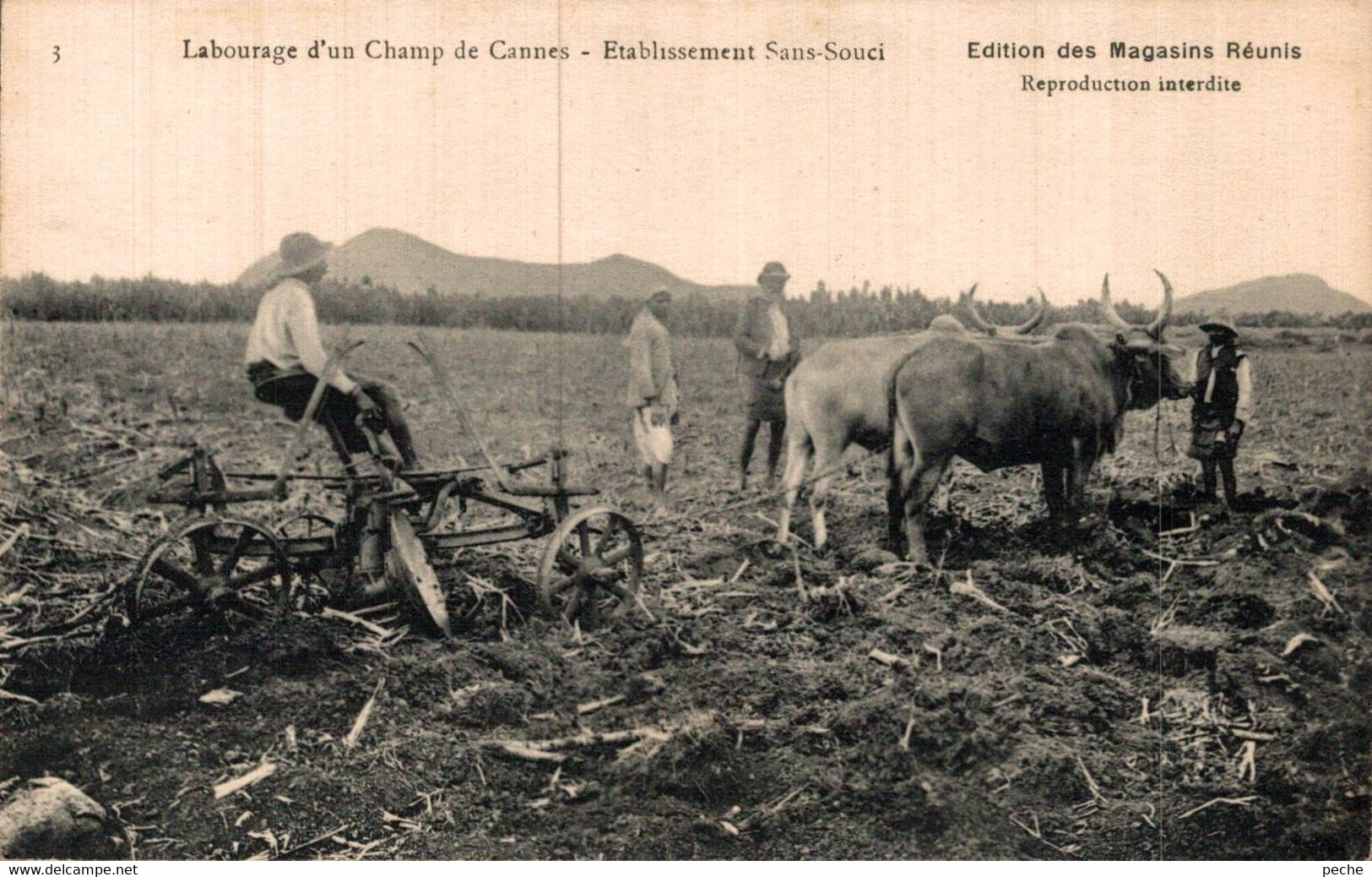 N°92475 -cpa Labourage D'un Champ De Cannes - Maurice