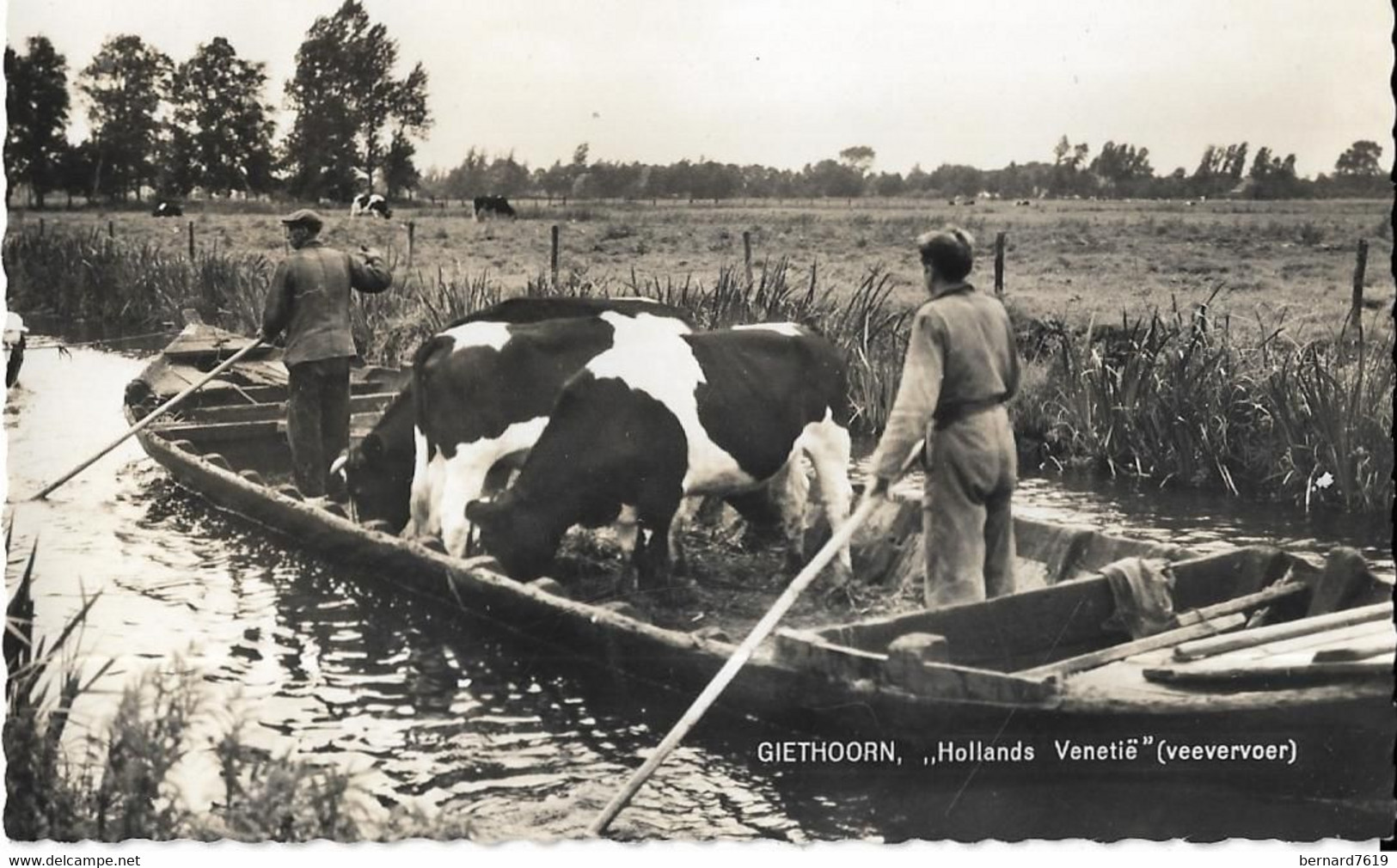 Pays Bas  -    Giethoorn  -  Hollands  Venetie  Veevervoer - Giethoorn