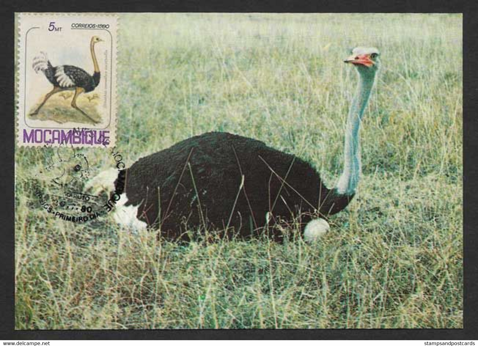 Mozambique Carte Maximum Struthio Camelus Autruche D'Afrique Oiseau 1980  Ostrich Bird Maxicard Moçambique - Straussen- Und Laufvögel