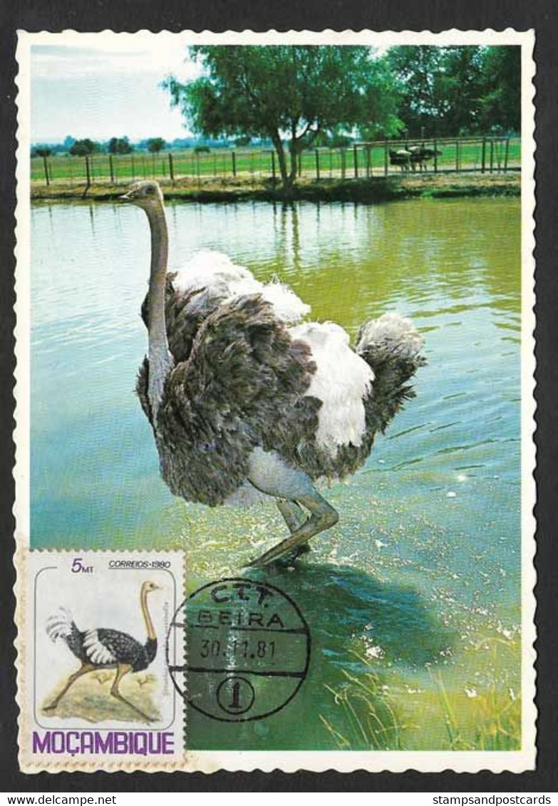 Mozambique Carte Maximum Struthio Camelus Autruche D'Afrique Oiseau 1981 Ostrich Bird Maxicard - Straussen- Und Laufvögel