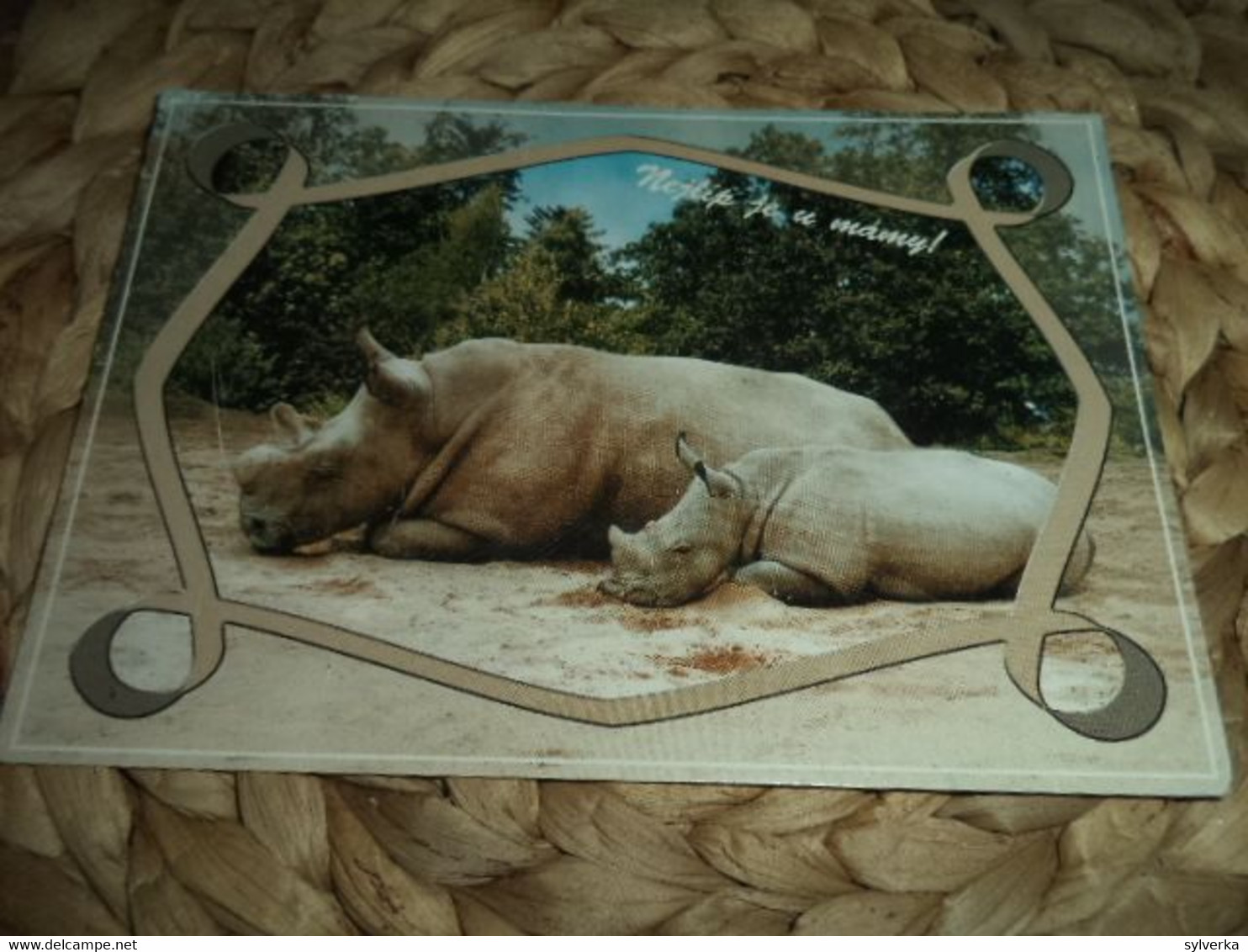 Postkarte Postcard Rhinoceros - Rhinoceros