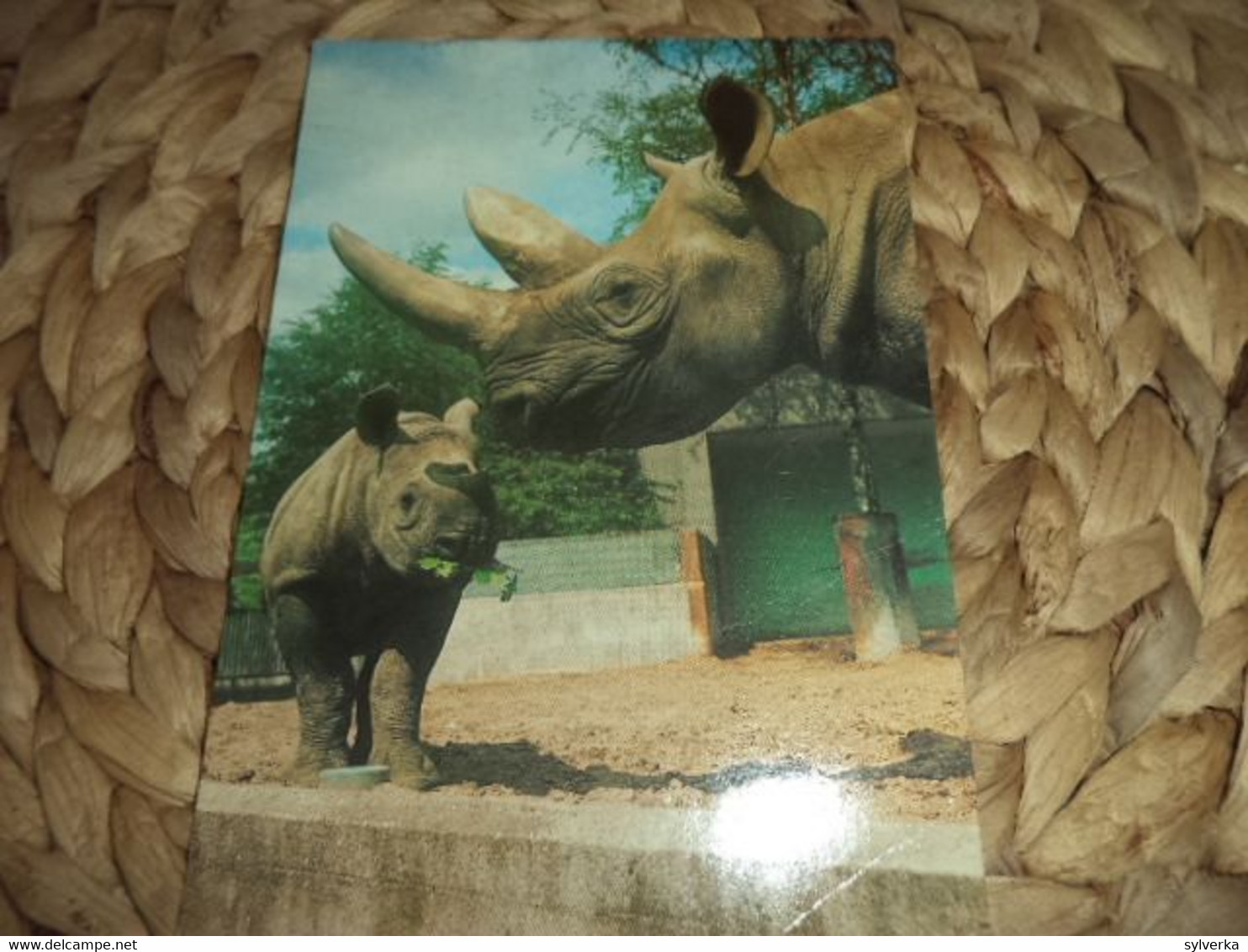 Postkarte Postcard Rhinoceros - Rhinozeros