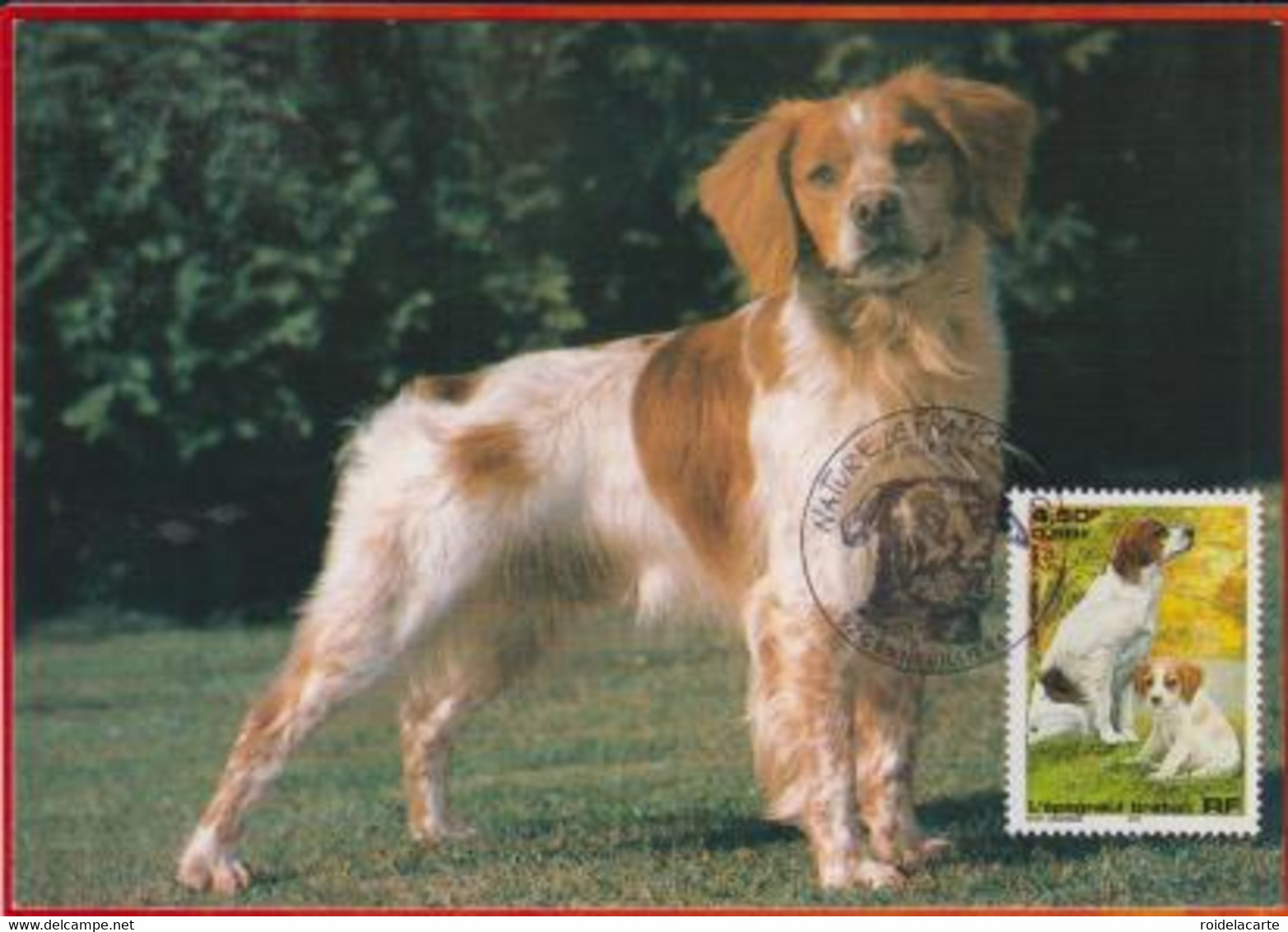 CM-Carte Maximum Card # FRANCE 1999 (N° Yv.3286) NATURE-ANIMAUX-TIERE-CHIENS-HUNDE-DOGS-ÉPAGNEUL BRETON,-Gennevilliers - 1990-1999