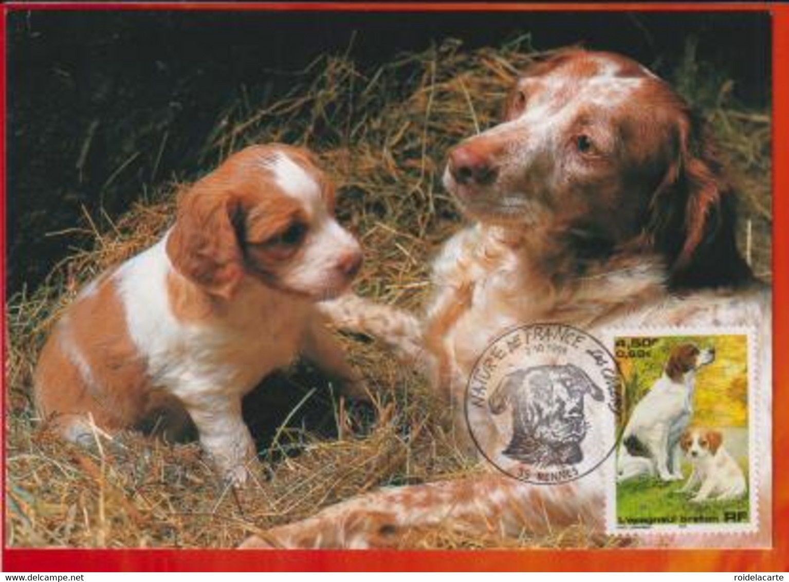 CM-Carte Maximum Card # FRANCE 1999 (N° Yv.3286) NATURE-ANIMAUX-TIERE-CHIENS-HUNDE-DOGS-ÉPAGNEUL BRETON,-i Rennes - 1990-1999